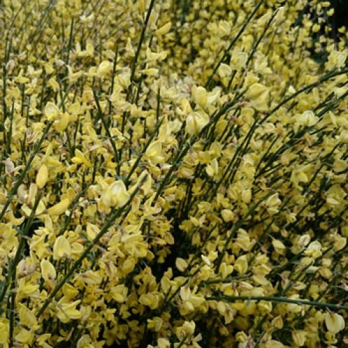 Cytisus Goldfinch - Broom | ScotPlants Direct